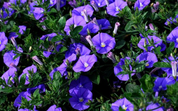 Мавританский Вьюнок