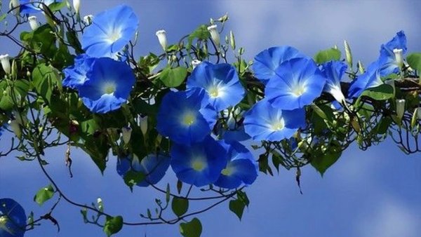 Ипомея голубая