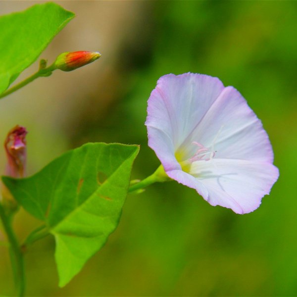 Вьюнок Луговой