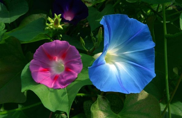 Вьюнок Convolvulus Blue