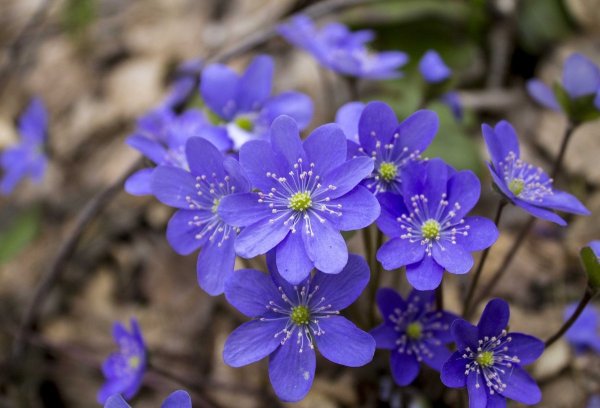 Печеночница Нобилис