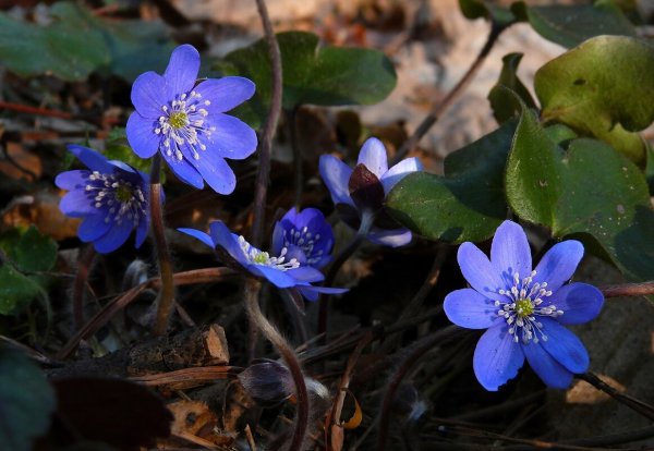 Печеночница благородная (hepatica Nobilis)