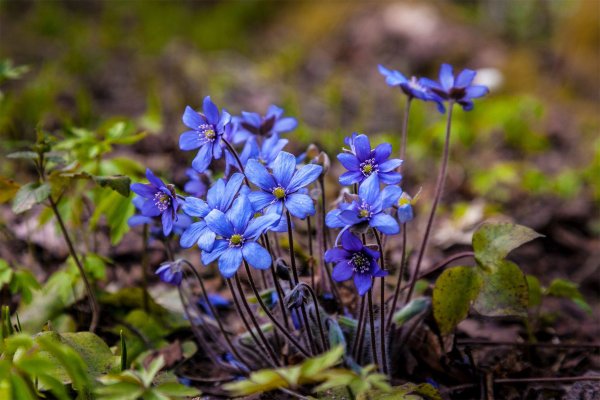 Цветок печеночница благородная