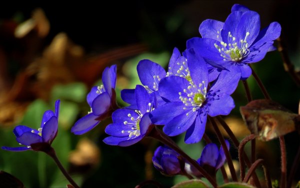 Печеночница благородная (hepatica Nobilis)