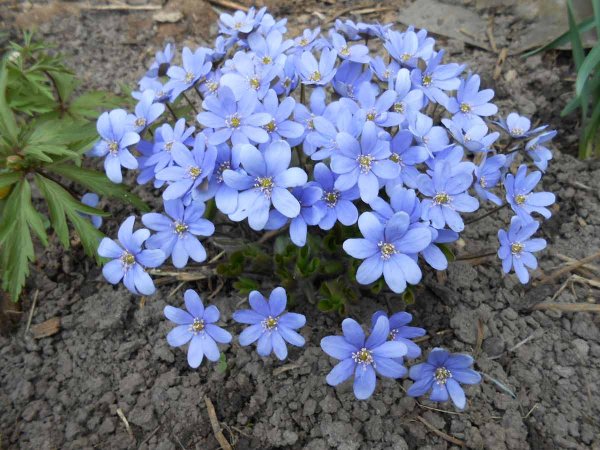 Печеночница Нобилис