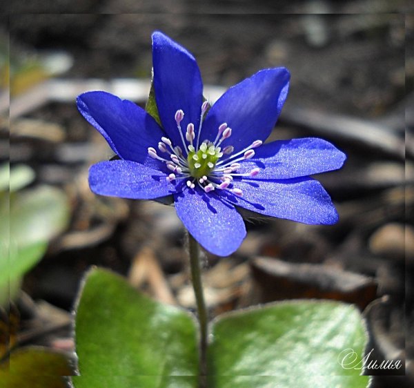 Печеночница благородная (hepatica Nobilis)