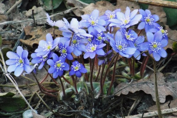 Первоцвет печеночница