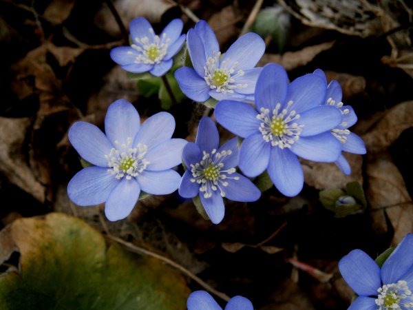 Печеночница Нобилис