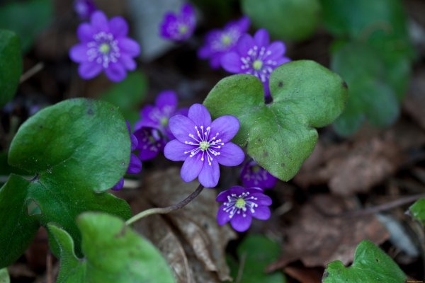 Цветок печеночница благородная