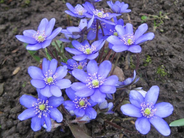 Печеночница азиатская