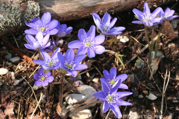 Печёночница обыкновенная