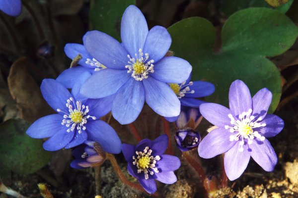Печеночница благородная (hepatica Nobilis)
