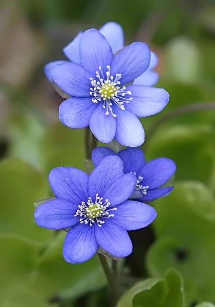 Печеночница hepatica Nobilis