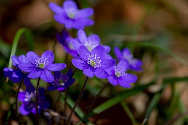 Печеночница благородная (hepatica Nobilis)