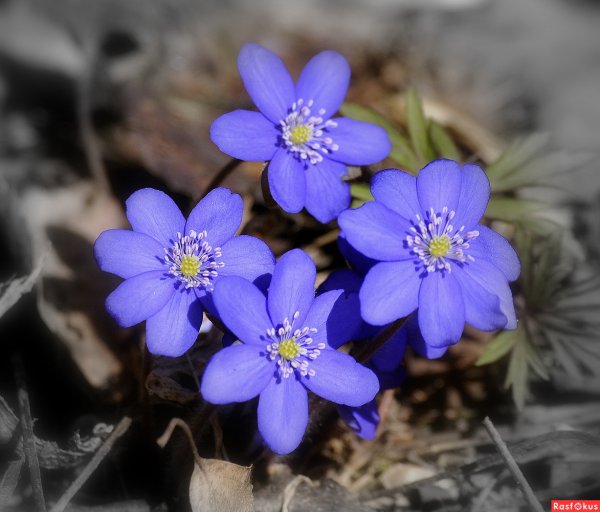 Перелеска печеночница