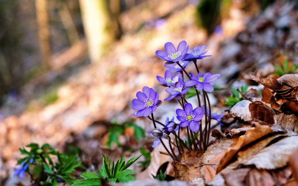 Печеночница благородная (перелеска)