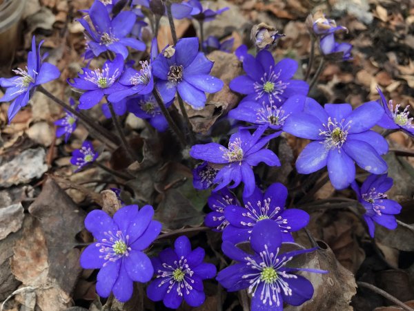 Печеночница трехлопастная