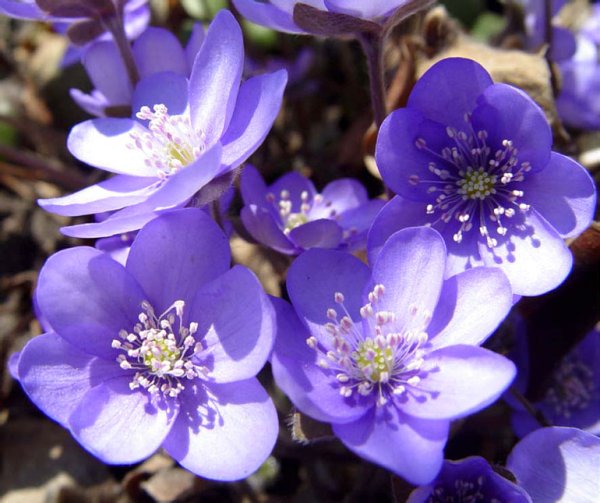 Подснежник печеночница