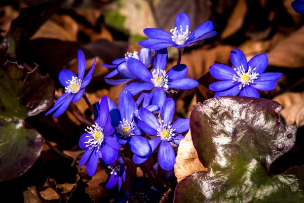 Печёночница обыкновенная