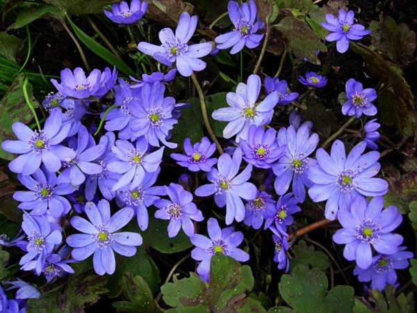 Печеночница благородная (hepatica Nobilis)