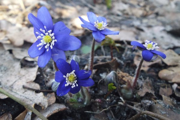 Печеночница Пиренейская