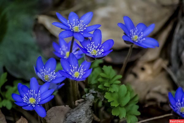 Печеночница Альпийский