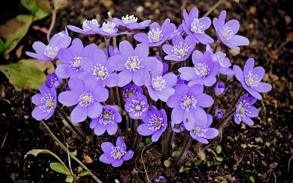 Печёночница обыкновенная