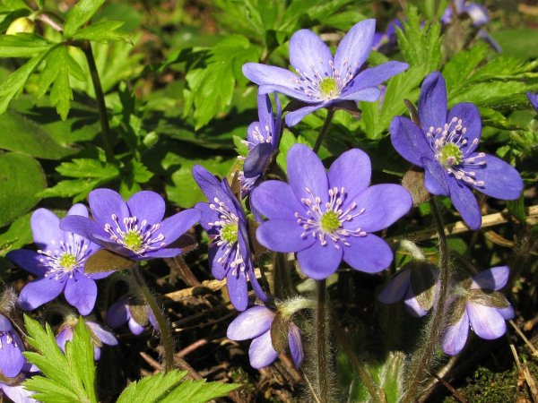 Печеночница благородная (hepatica Nobilis)