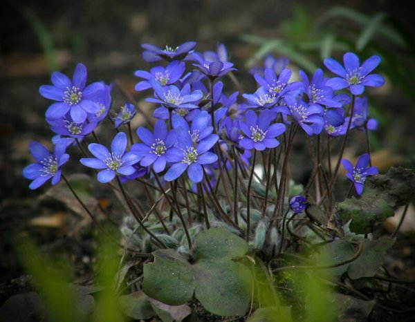 Перелеска печеночница