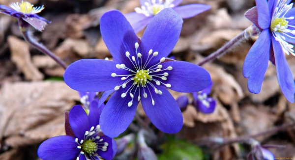 Первоцвет печеночница