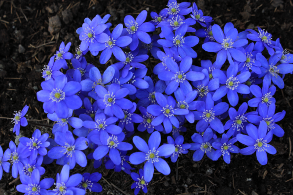 Первоцвет печеночница