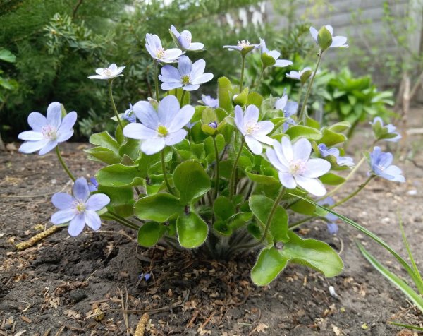 Печеночница благородная (hepatica Nobilis)
