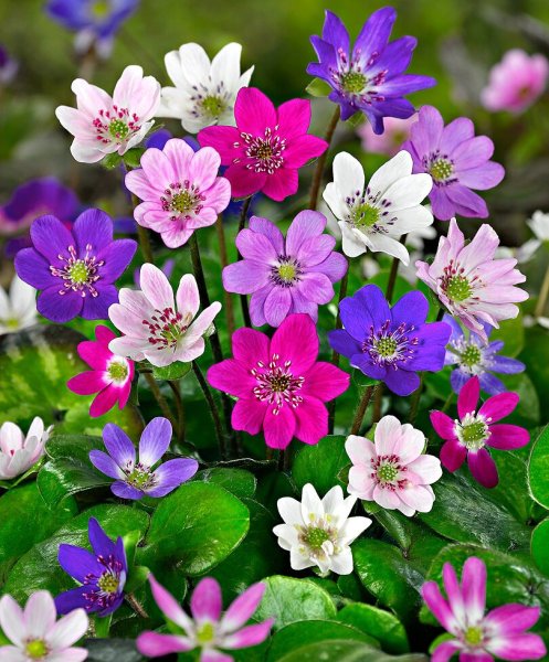 Ветреницы, печёночницы