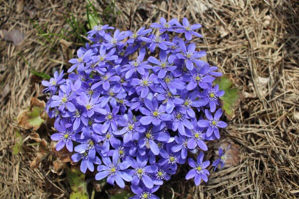 Трава печеночница