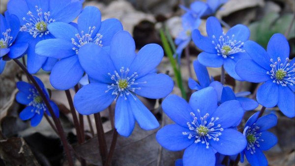 Печёночница обыкновенная