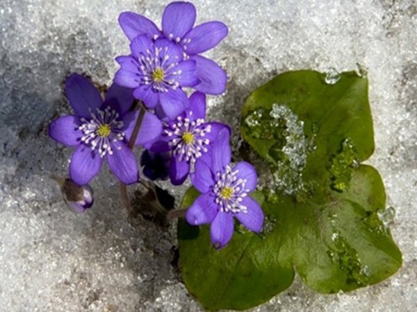 Перечница Благародная