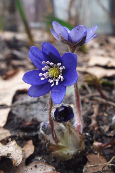 Печеночница благородная для детей