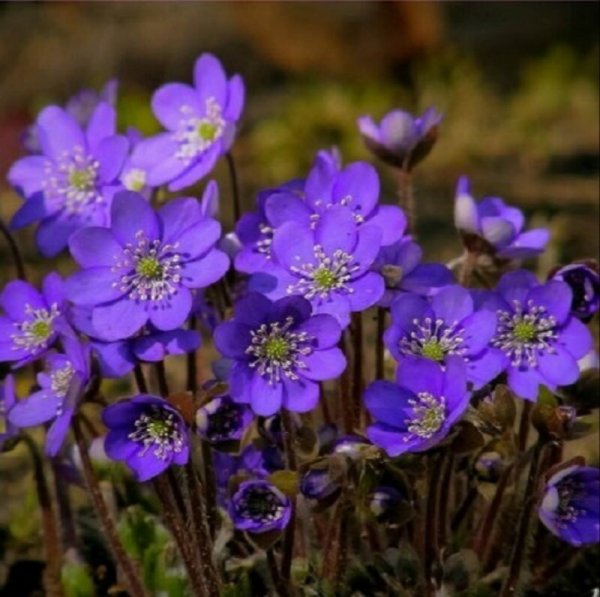 Печёночница обыкновенная