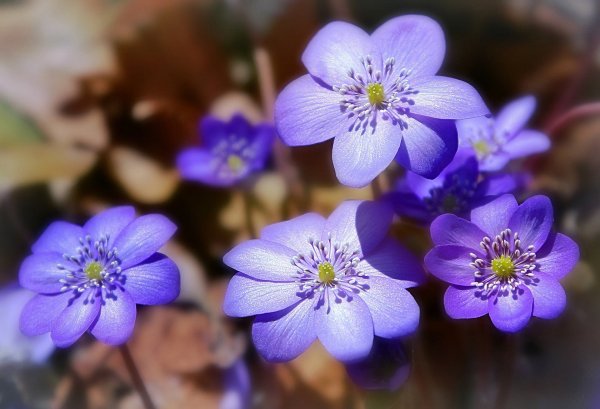 Перелеска печеночница