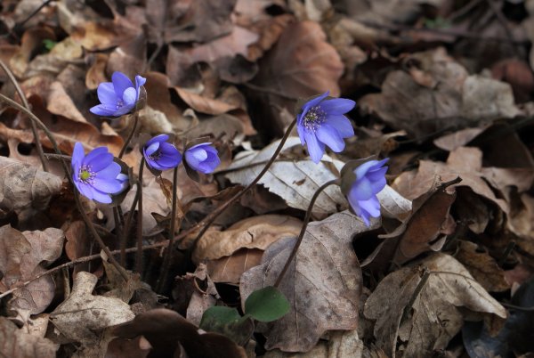 Перелеска печеночница