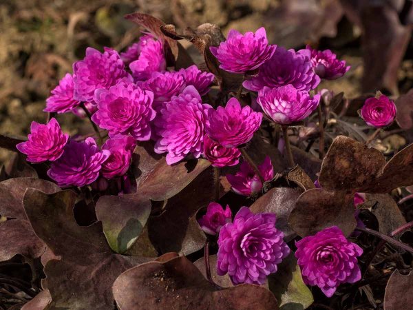 Печёночница растение