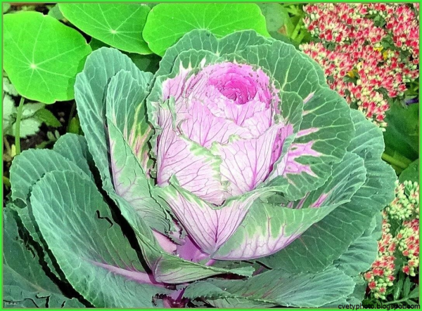 Плюмажная капуста