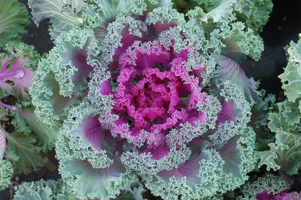 Капуста декоративная Крейн красная