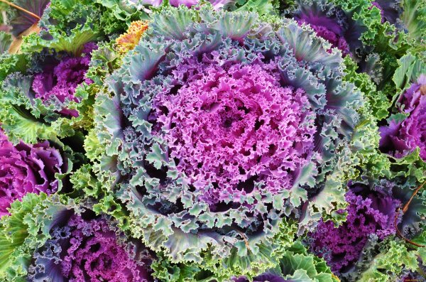 Капуста декоративная Вячеславна