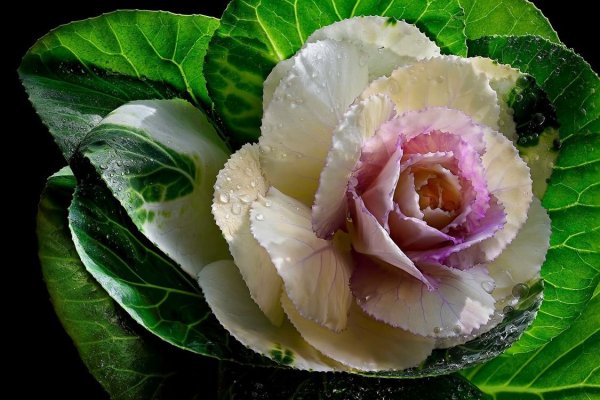 Цветочная капуста