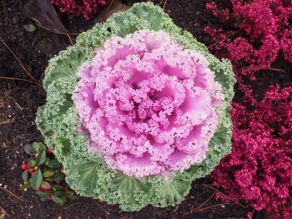 Капуста декоративная Крейн