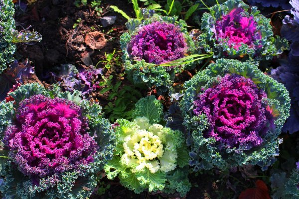 Капуста декоративная Северная роза