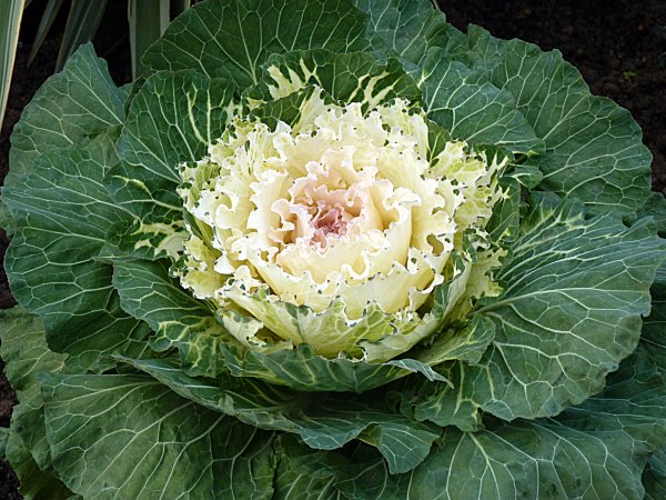 Капуста Brassica