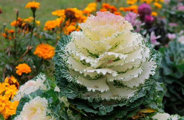 Декоративная капуста зеленая курчавая