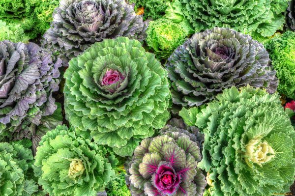Капуста декоративная ( 6/24 кассета)